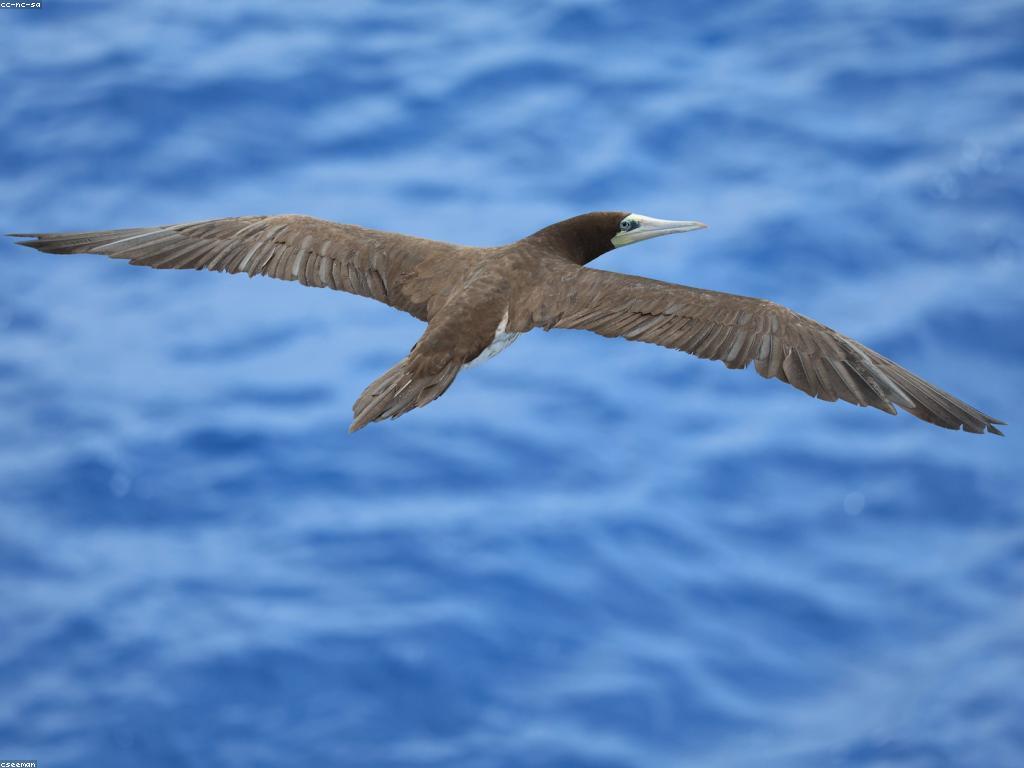 យុទ្ធសាស្ត្របាញ់ត្រីសម្រាប់អ្នកចាប់ត្រីសៀង