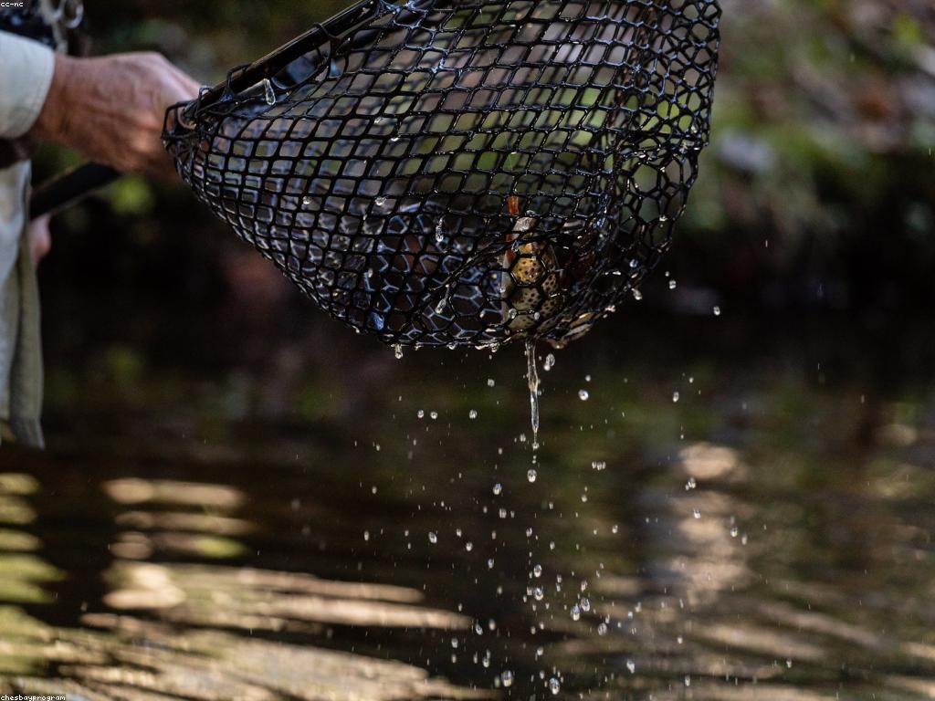 ការយល់ដឹងអំពីយុទ្ធសាស្ត្របាញ់ត្រី