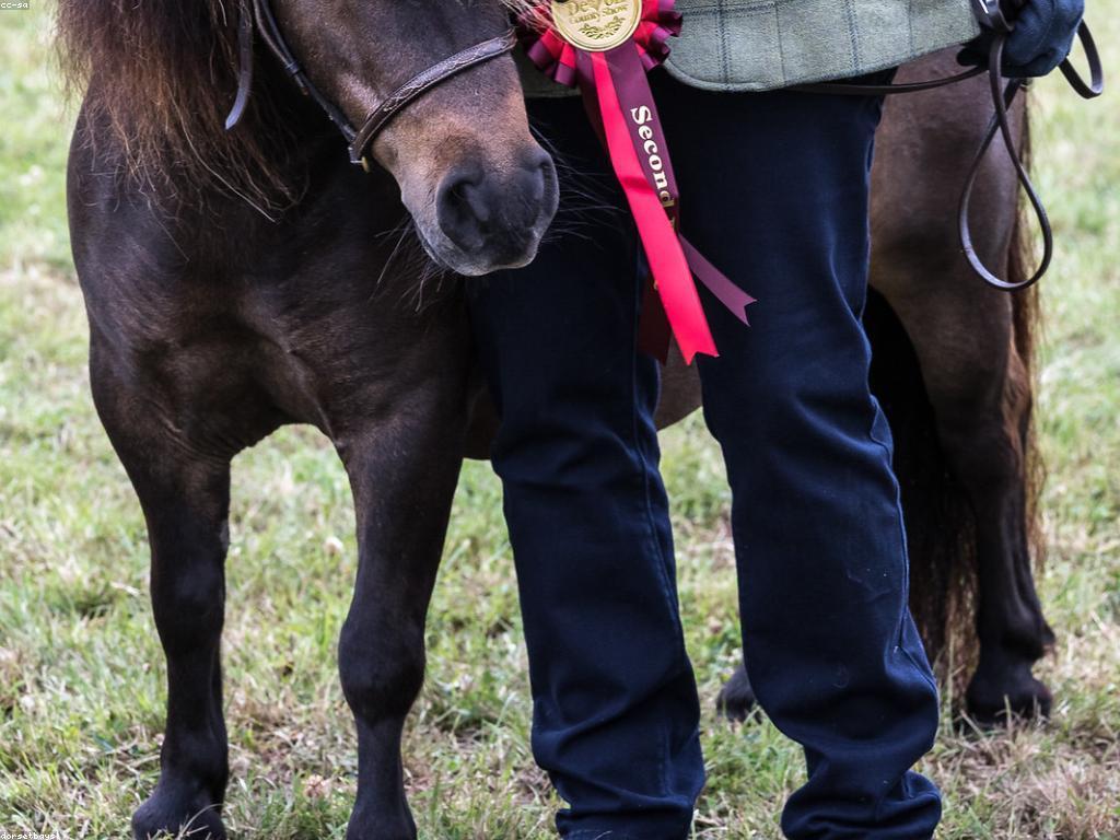 ការប្រកួតនិងរង្វាន់: ការសិក្សាពីការប្រកួតនិងអត្ថប្រយោជន៍របស់វា